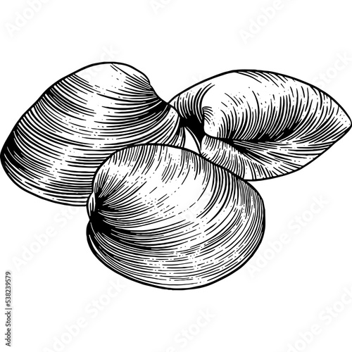 Hand drawn Clams Sketch Illustration