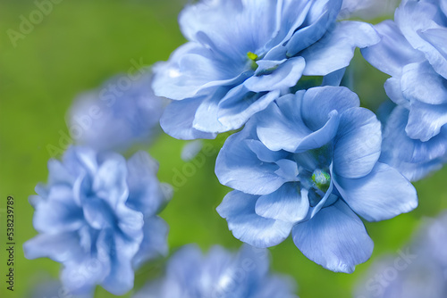 Illustration of Isolated Blue Flowers