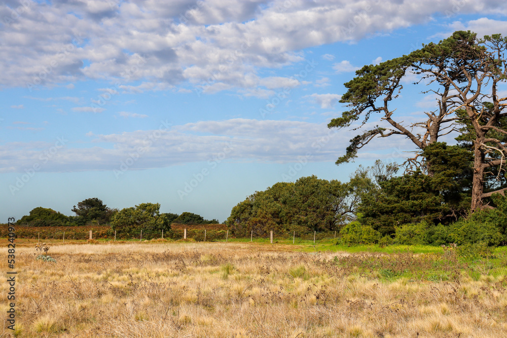rural landscape with tree in field rural landscape with tree in field