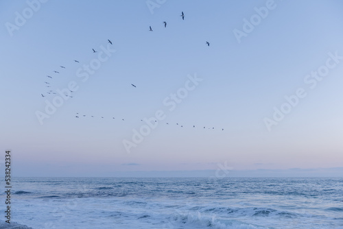Landscape. View of the ocean at sunset and a flock of pelicans flying by