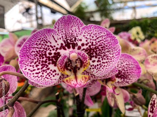 Blooming phalaenopsis orchid in a greenhouse