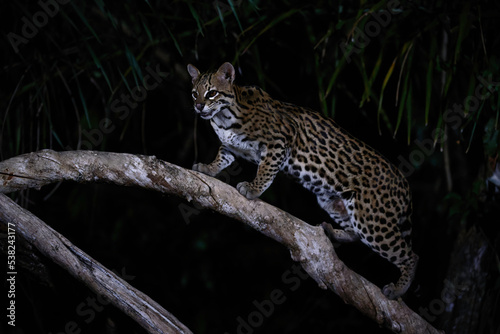 Quadro su tela Ocelot climbing a dead tree branch