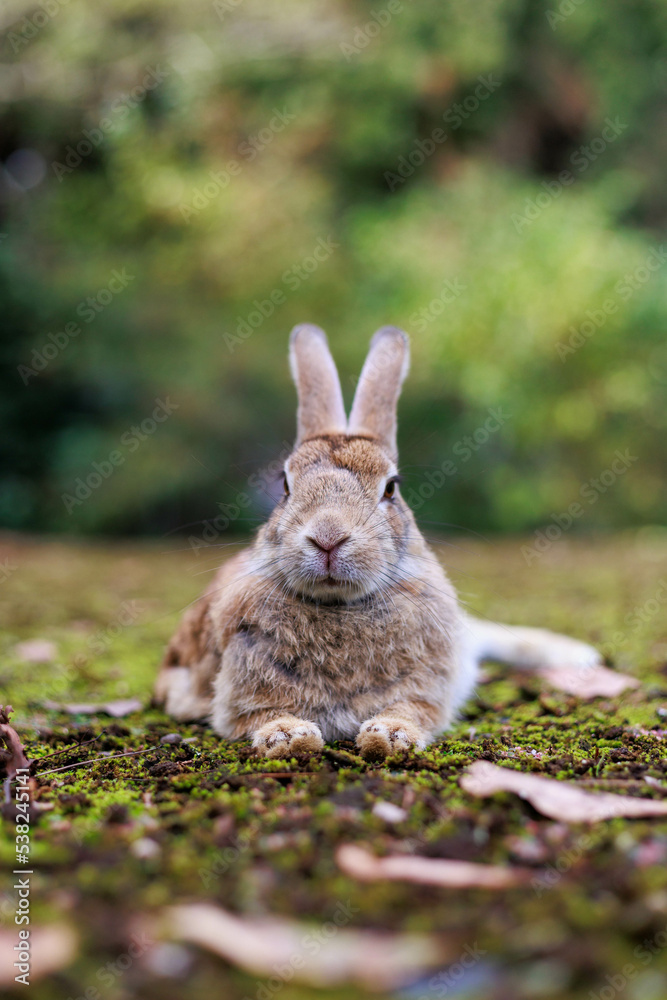 Fototapeta premium リラックスするウサギ
