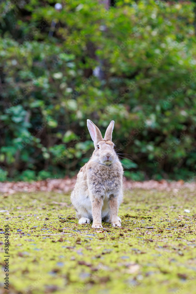 ボーっとするウサギ ボーっとするウサギ