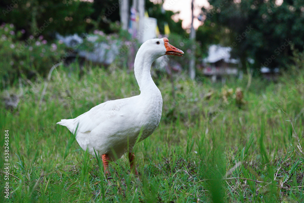 white goose standing with grass. white goose standing with grass.