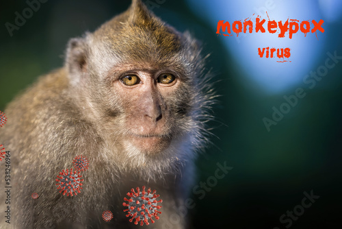 Monkeypox outbreak, MPXV virus, infectious disease spreading, sick monkey caused monkeypox virus viral zoonotic disease..Monkeys may harbor the virus and infect people. copy space photo