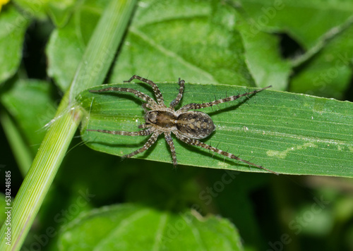 Thin-legged Wolf Spider (Pardosa) hunting for prey at night in a patch of green grass. Common species found throughout USA, Canada and Mexico.