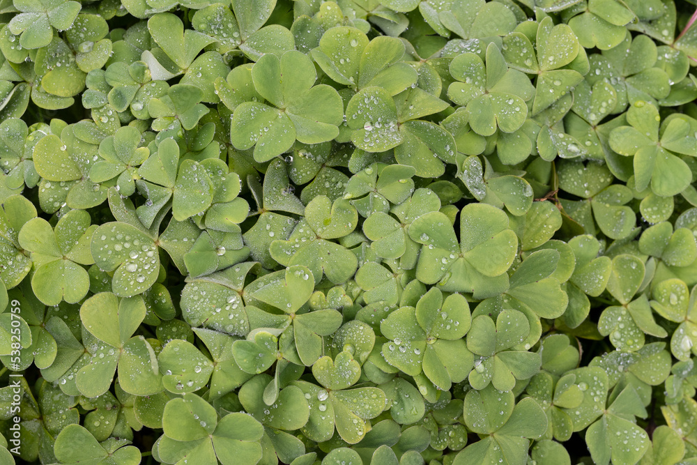 Oxalis leaves in garden covered with dew drops, background or backdrop