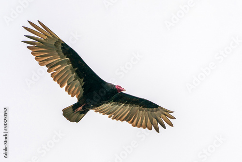 Turkey vulture in flight photo