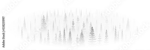 Coniferous forest in the morning fog, black and white landscape, vignette