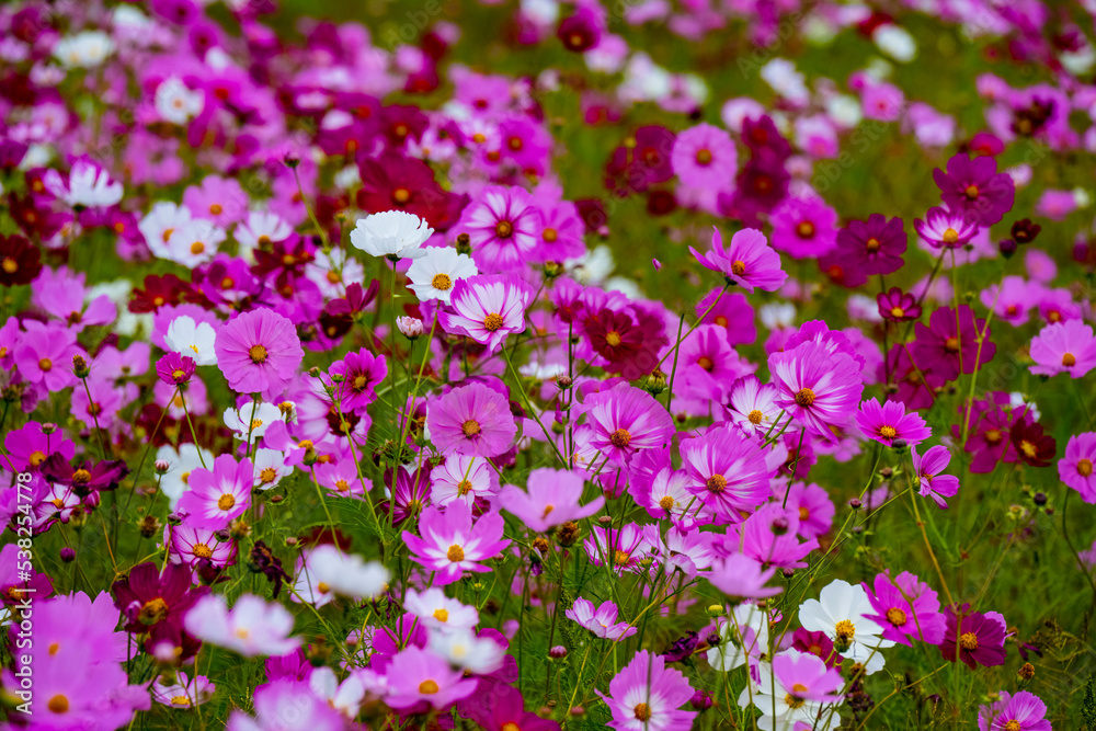 Naklejka premium 三光のコスモス 