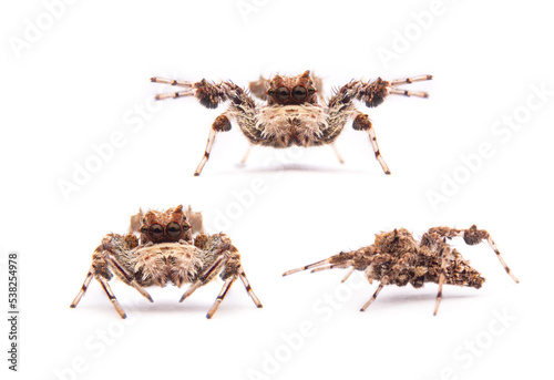jumping spider portia labiata isolated on white background.