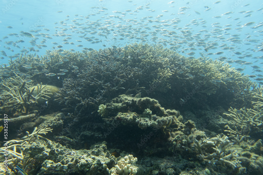 I went scuba diving in the Kerama Islands in Okinawa. I went scuba diving in the Kerama Islands in Okinawa.