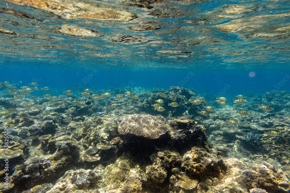 Fototapeta premium Snorkeling at the Kerama Islands in Okinawa.