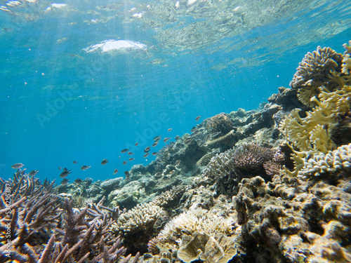 Fototapeta Naklejka Na Ścianę i Meble -  Snorkeling at the Kerama Islands in Okinawa.