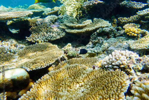 Snorkeling at the Kerama Islands in Okinawa.