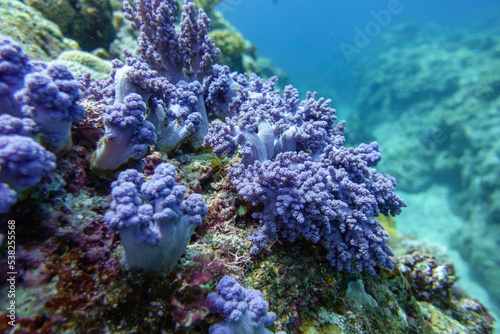 Fototapeta Naklejka Na Ścianę i Meble -  Snorkeling at the Kerama Islands in Okinawa.