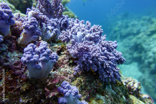 Fototapeta Naklejka Na Ścianę i Meble -  Snorkeling at the Kerama Islands in Okinawa.