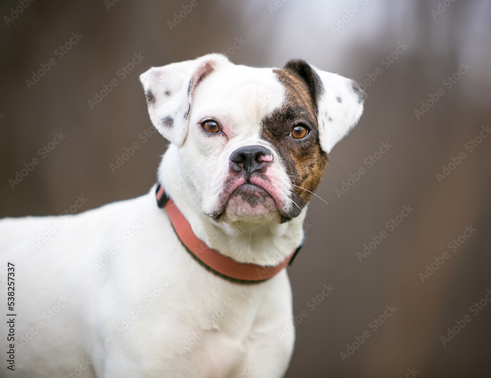 A Pug x Beagle x Bulldog mixed breed dog looking at the camera