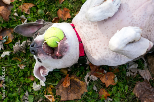 An American Bulldog mixed breed dog lying upside down and holding a ball in its mouth