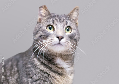 A gray tabby shorthair cat with its ear tipped, indicating that it has been spayed or neutered and vaccinated as part of a TNR program © Mary Swift