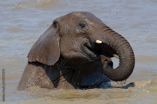 Elephant's Bath time