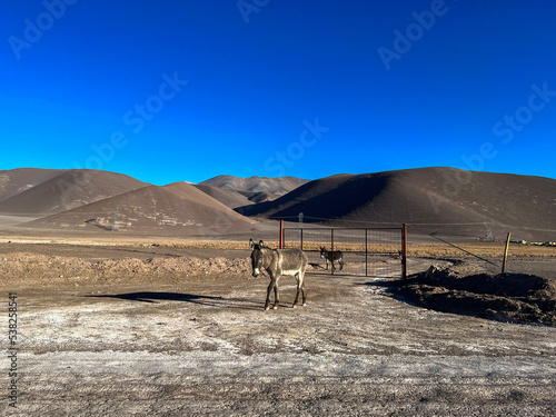 Solitary Donkey in the Vastness of the Desert Landscape photo