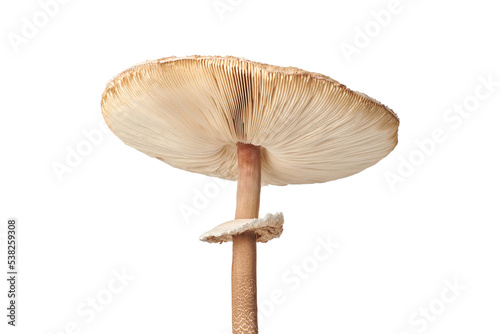 Macrolepiota procera parasol mushroom isolated on white background, brown mushroom with big agaric gills cap and high stripe. Edible parasol mushroom with ring around stipe, natural vegetarians diet photo