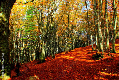 Εκτύπωση καμβά Scenic path fully covered with dry autumn foliage passing in a beech tree forest