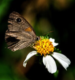 Mariposa tara