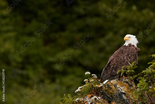 Wild Bald Eagle photo