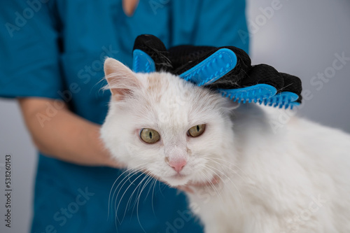 Fototapeta Naklejka Na Ścianę i Meble -  The veterinarian combs out a white fluffy cat with a special glove. 
