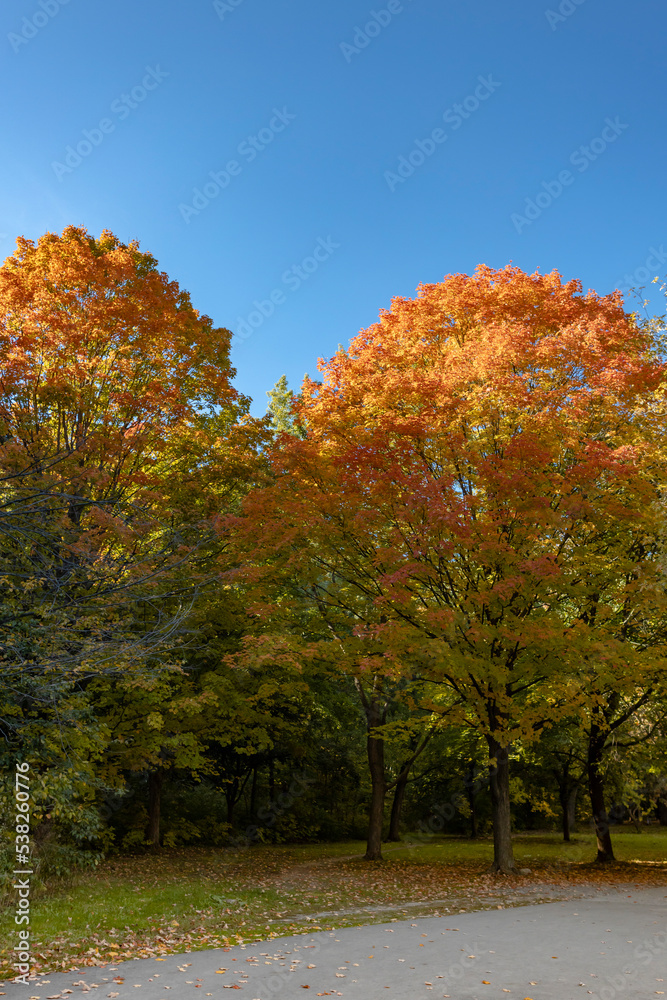 Naklejka premium Orange maple tree with blue sky