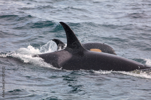 Wild Orcas