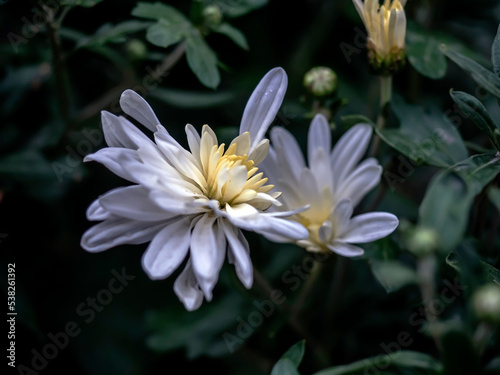 fresh delicate white chrysanthemum in the garden