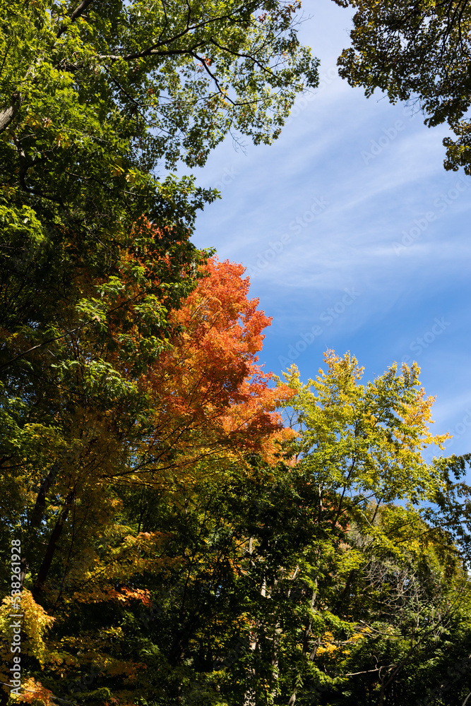 Orange leaves with blue sky Orange leaves with blue sky