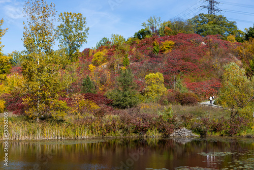 autumn leaves in a park with blue sky