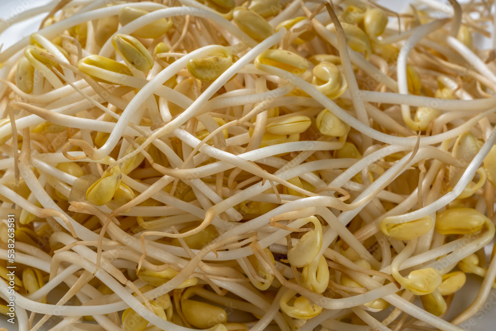 Soybean sprout is a culinary vegetable grown by sprouting soybeans for Asian cooking, Korean soup, Japanese dish. Soybean sprout is a culinary vegetable grown by sprouting soybeans for Asian cooking, Korean soup, Japanese dish.