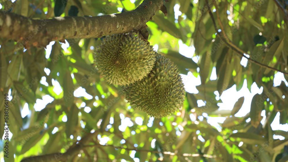 Fruit durian on the tree Fruit durian on the tree