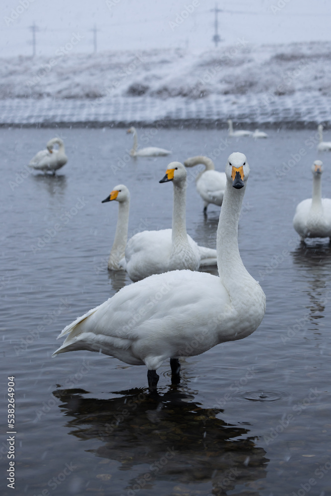 Fototapeta premium 白鳥と雪