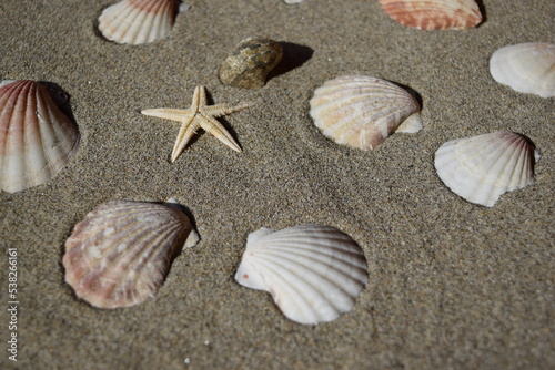 砂浜の貝殻とヒトデ