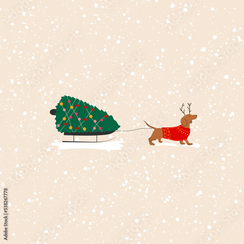 Dachshund dog pulls a Christmas tree on a sleigh vector illustration