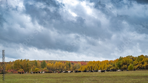a herd of cows grazing in an autumn meadow
