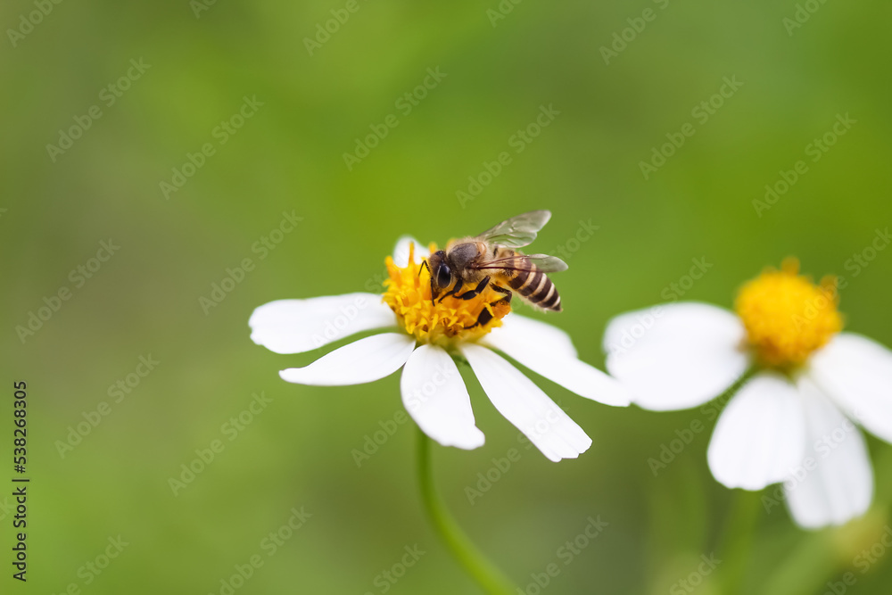 Bee collecting nectar on white back jack flower spring time background Bee collecting nectar on white back jack flower spring time background