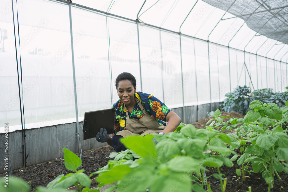 Female farmer in agricultural greenhouse. gardening vegetable farm
