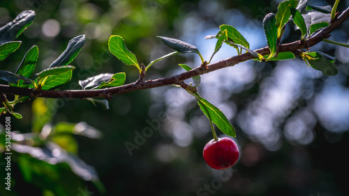 one cherry berry on a branch in the background light
