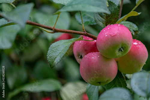 wet apples on a branch after the rain