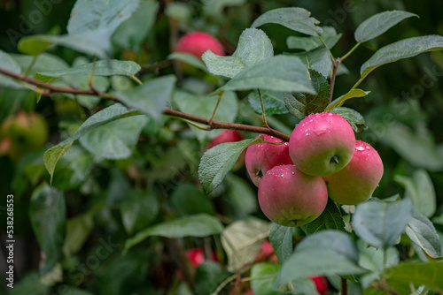 wet apples on a branch after the rain