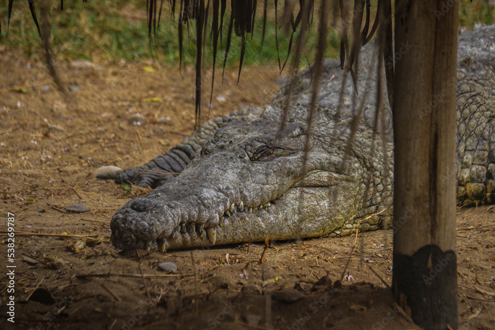 Obraz premium animales