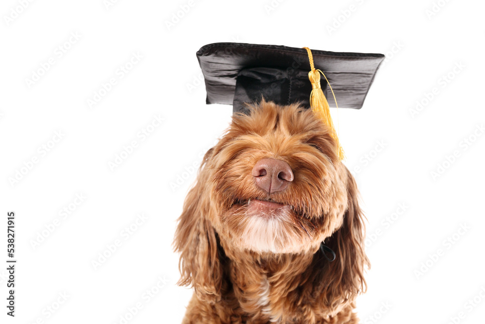 Cute and Funny Chihuahua Graduate | Chihuahua Dressed in a Graduation Cap  and Gown